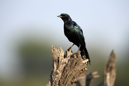 Meves's Glossy Starling (Lamprotornis mevesii), adult, at Warte, Kruger National Park, South Africa