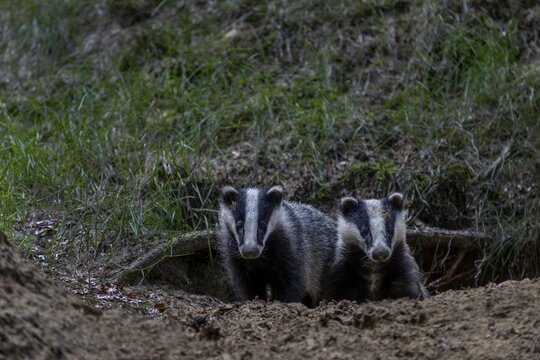 Badger siblings (Meles meles) at the age of about 6 months in front of the burrow, animal children, nocturnal, Germany