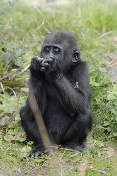 Western lowland gorilla (Gorilla gorilla gorilla), juvenile, captive, occurring in Africa