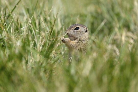 Gopher (Spermophilus citellus) in a meadow, wildlife, Burgenland, Austria