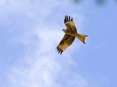 Red kite (Milvus milvus), Hesse, Germany