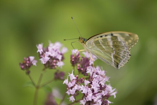 Silver-washed fritillary (Argynnis paphia f valesina), female, green-gray form, Thuringia, Germany