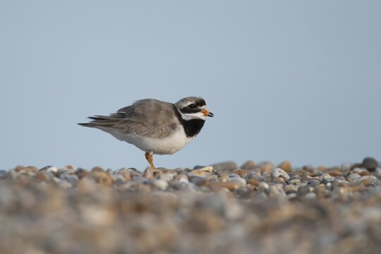 Ringed plover (Charadrius hiaticula) adult wading bird calling on a shingle beach in summer, England, United Kingdom