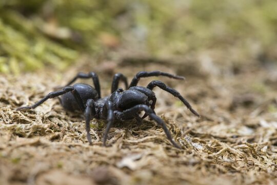 Atypus affinis, common wallpapering spider, mygalomorphae, purseweb spider, tarantula spider, spiders