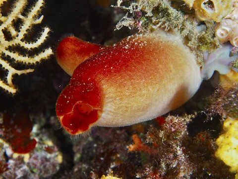 Red sea squirt (Halocynthia papillosa), dive site Giens Peninsula, Mediterranean Sea, Porquerolles, Provence, C&ocirc;te d'Azur, France