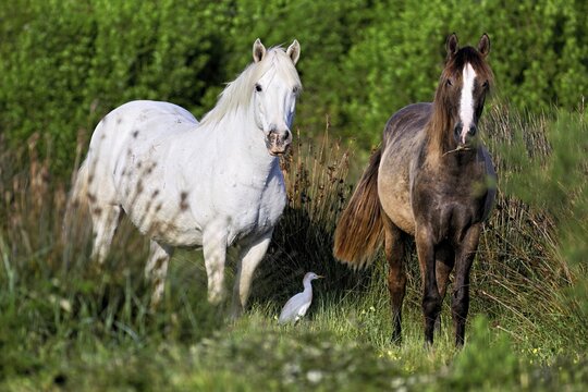 Two Camargue horses (Equus caballus), a foal standing with a mare in a meadow, Saintes-Marie-de-la-Mer, Camargue, southern France, France