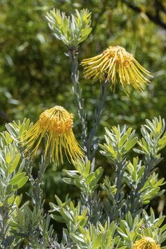 Yellow Rocket Pincushion (Leucospermum reflexum var. luteum), Kirstenbosch Botanical Gardens, Yellow Protea and Fynbos Plants, Eastern Cape, Cape Town, South Africa