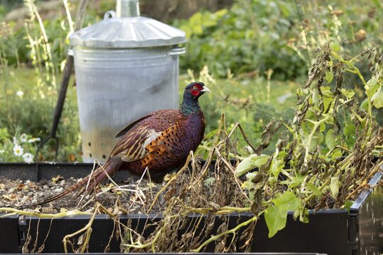 Common pheasant (Phasianus colchicus) adult male game bird on a garden raised bed in summer, England, United Kingdom