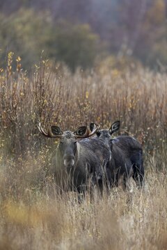 After three days of intensive searching, I discover four bull moose (Alces alces) and a cow moose at the edge of a reed belt, rutting season, moose rut, October, Denmark