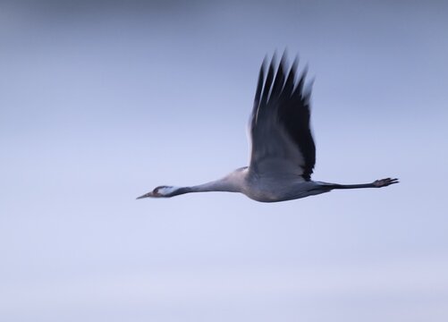 Crane (Grus grus) flying in morning light, motion blur, long exposure, puller, wiping effect, Lower Saxony, Germany