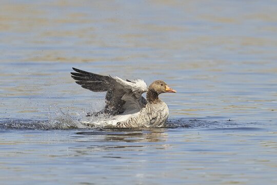 Greylag goose (Anser anser), bathing, flapping its wings on a pond, Wagbachniederung nature reserve, Wagh&auml;usel, Baden-W&uuml;rttemberg, Germany