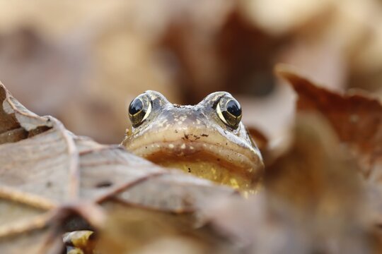 Common frog (Rana temporaria) adult amphibian on a pile of fallen autumn leaves in a garden, England, United Kingdom