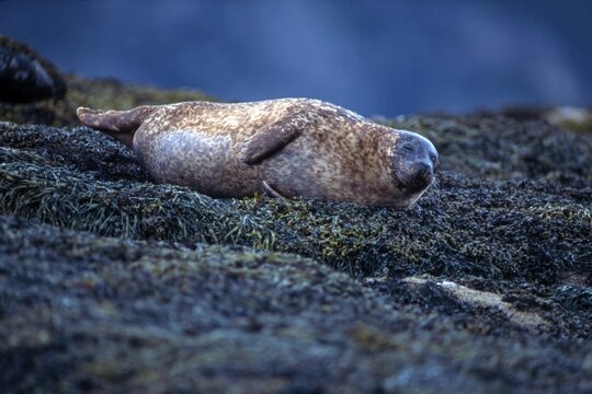 Grey Seal or Atlantic Gray Seal (Halichoerus grypus), Isle of Skye, Scotland, UK