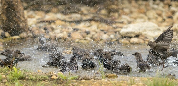 Star, Starling, Sturnus Vulgaris, Bath, Bird Bath, Birds, Passeri, Songbirds, Potion, Birdbath, Birds, Watering Place