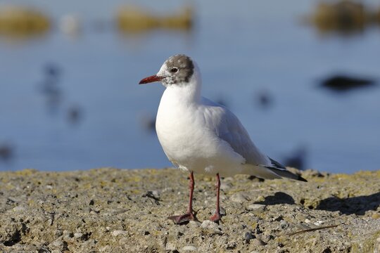 Black-headed gull (Chroicocephalus ridibundus) standing on a wall, Chiemsee, Bavaria, Germany