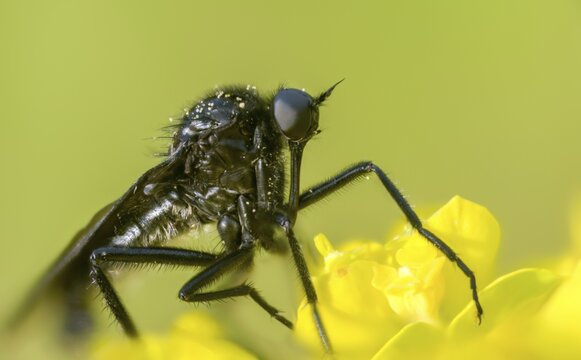 Empididae spec, dance fly spec, balloon flies, dagger flies, diptera, insects, two-winged birds