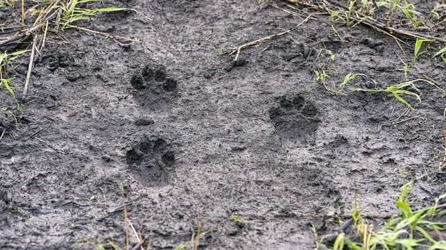 gait. Animal footprints in muddy ground after rainfall with wet soil and morning light. wildlife magazines, conservation campaigns, designed for eco-tourism storytelling, used by teachers.