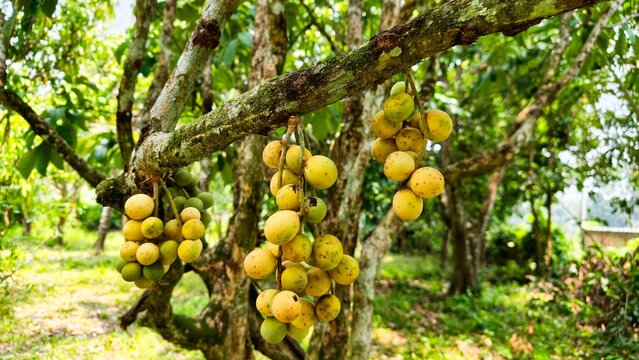 Duku fruit is half ripe or still young on the tree. Lansium parasiticum is cultivated mainly for its fruit, which can be eaten raw.