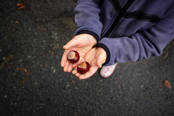 Toddler holding raw horse chestnuts in open palms on wet asphalt high angle view. Unrecognizable child in fleece hoodie showing fresh autumn seeds on city street, seasonal childhood concept. © Kateryna Zinenko 