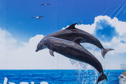 Dolphins leaping out of water, in ocean with clear blue sky and clouds, with seagulls, water splashes, from a low angle from below the dolphins perspective, with blue, white accents.