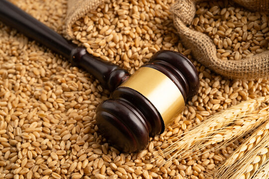Judge gavel hammer with wheat ear grain from agriculture farm.
