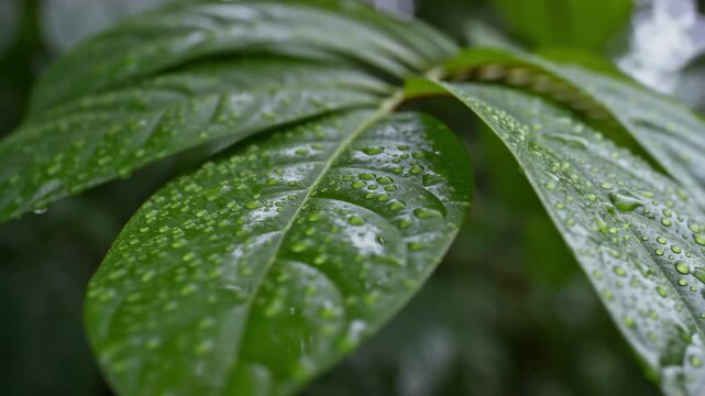 Close up dew drop covered green leaves in natural light movement with emphasizing fresh texture natural beauty under soft sunlight captures smooth horizontal