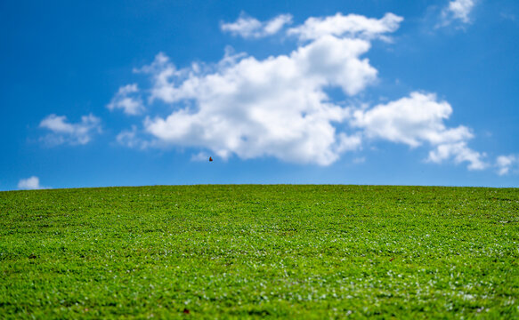 Empty grass field. Garden landscape. Wild grass meadow. Soft grass texture. Vibrant green environment. Green grassy land. Summer countryside. Green backdrop. Grass pattern. Blooming meadow.
