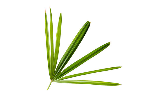 Single Leaf of Rhapis Excelsa Lady Palm