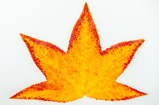 Leaf background with isolated maple leaves. Leaves beside colorful maple leaf texture. Leaf macro across brilliant seasonal leaves. Leaves with natural autumn leaf colors.