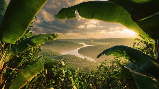 immersive tropical rainforest viewpoint framed by enormous glossy banana leaves in the foreground, distant jungle valley covered in golden morning