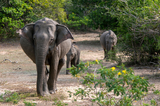 An elephant leads her two calves towards a watering hole in Yala National Park in southern Sri Lanka.