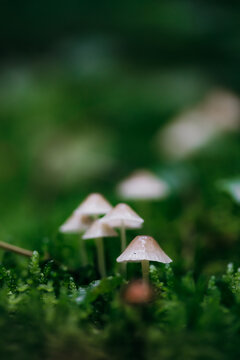  Beautiful fairy tale image with little mushrooms in autumn forest