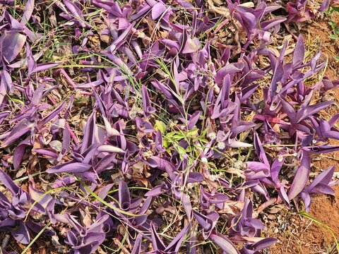 Purple Heart Plant Tradescantia Pallida Ground Cover in Outdoor Garden Top View