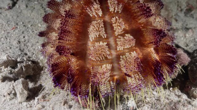 Close up footage of a colorful toxic Fire Sea Urchin (Asthenosoma varium) slowly moving across the sandy ocean floor in deep tropical waters