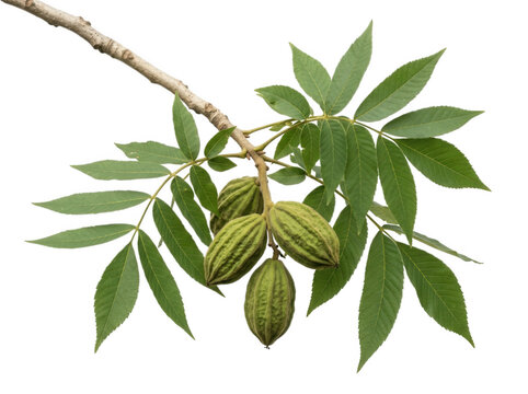 Pecan tree branch with green husked nuts and pinnate leaves isolated on a transparent background for use