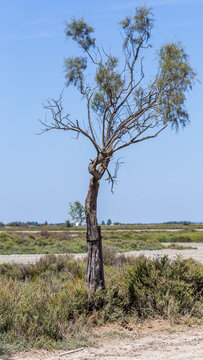 Vieux tamaris de Camargue 