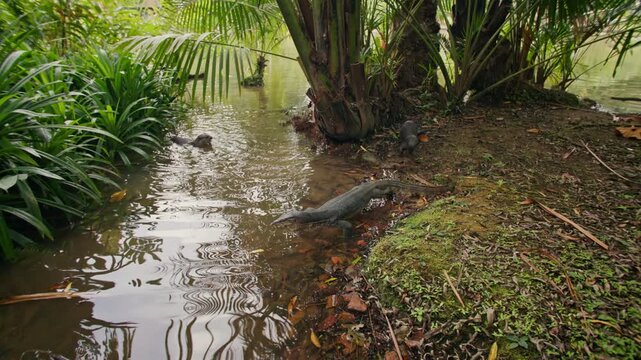 Exotic monitor lizard crawling through tropical plants in Singapore Botanic Gardens showcasing wildlife and natural beauty in the heart of Asia