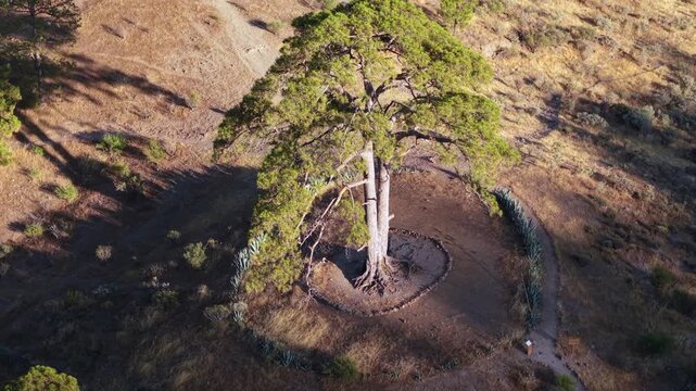 Stunning aerial footage of Casandra's Tree, a unique pine in Nublo Rural Park, Tejeda, with a heart shaped stone circle at its base
