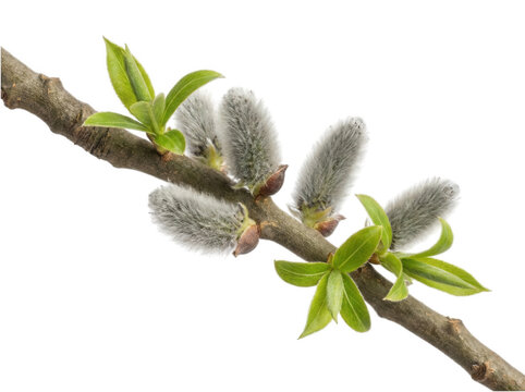 Pussy willow branch with soft catkins and fresh green leaves isolated on transparent background