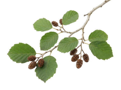 Alder tree branch with green leaves and brown catkins isolated on a high-quality transparent background