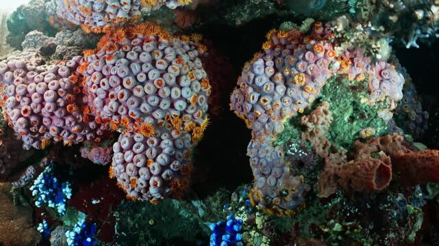 Vibrant colorful coral reef polyps underwater