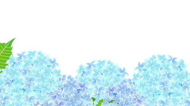 Blue Hydrangea Flowers Blooming 4K