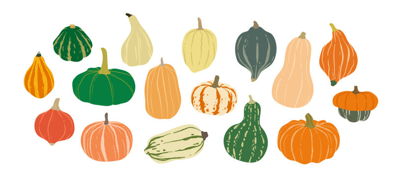Pumpkin and squash vector collection, Drawing of natural healthy food elements for design menu label packaging . icons vector illustration