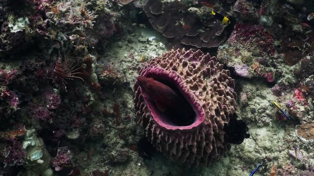 Close-up shot of a vibrant purple tube sponge and diverse coral reef ecosystem underwater in a clear ocean