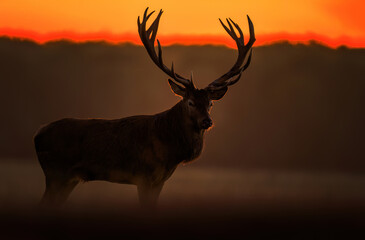 Obraz premium Deer male buck ( Cervus elaphus ) during rut