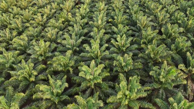 Rows of palm oil trees stretch across a vast agricultural plantation in South Kalimantan Indonesia