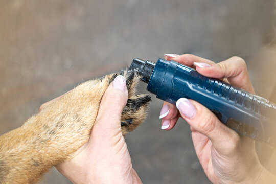 Close-up of hands using an electric nail grinder on a dog's paw. Pet grooming, nail trimming, and home care for dogs. A grummer cuts and grinds the claws of a dog.
