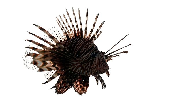 Lionfish illustration isolated on white background for marine life design projects.