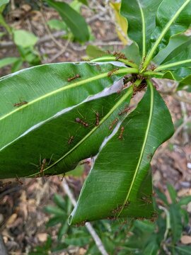 Close up view of red weaver ants Oecophylla smaragdina working together to build a nest by weaving green leaves with white larval silk in nature