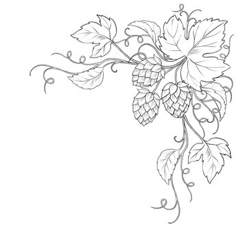 Hand-drawn line art illustration of hops corner frame